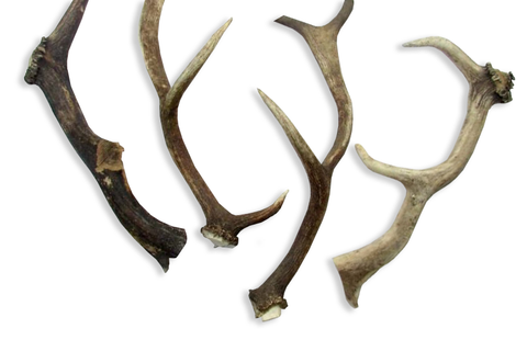 How Do You Prepare Deer Antlers for Dogs? – Pet Expertise