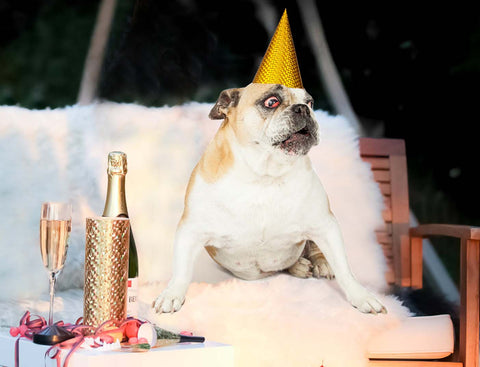 New Year's Eve Dog Safety Guide