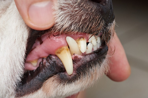Dog teeth and gums