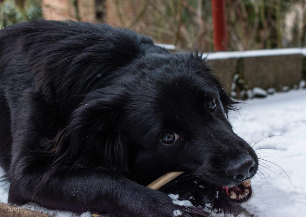 An image of a black dog chewing antlers