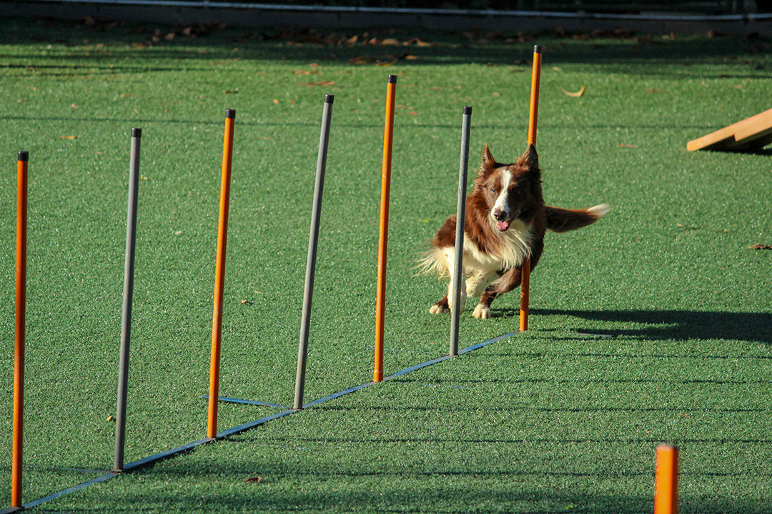 Dog running dog agility course