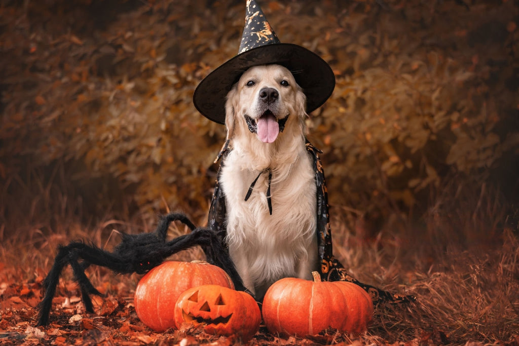 Dog trick or treat costume