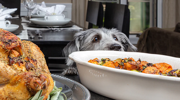 Safe thanksgiving food for your dog