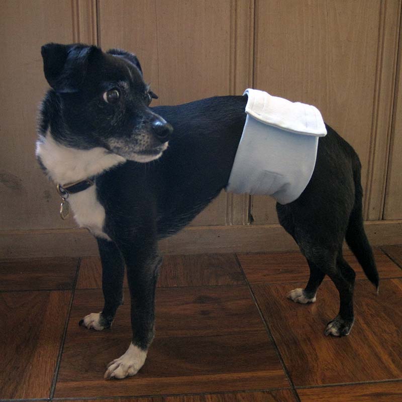 A black dog with white markings wearing a type of dog diaper.