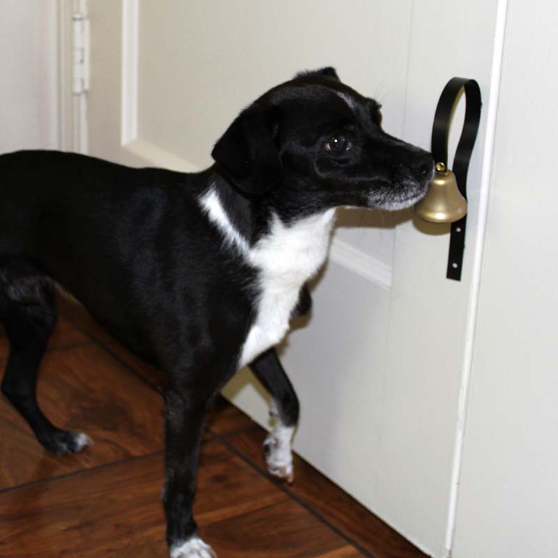 Black and white dog ringing a bell to go out instead of wearing dog diapers