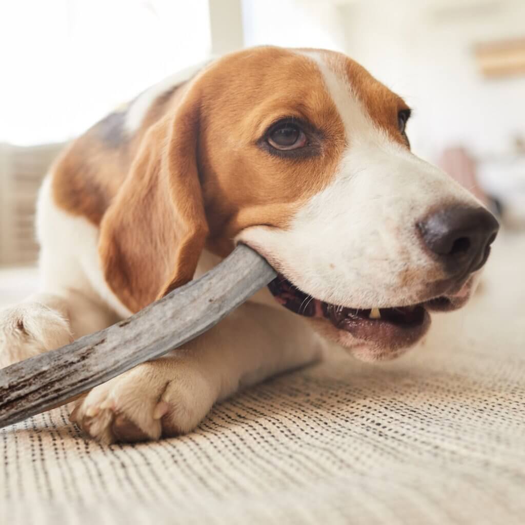 Brown and white beagle chewing an antler for dogs