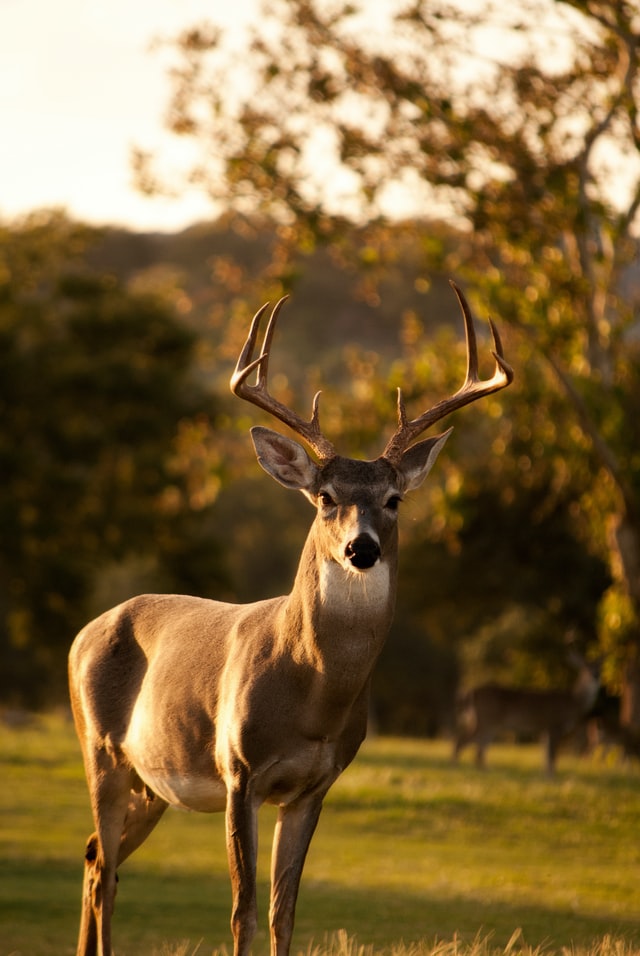 Buck standing in the woods