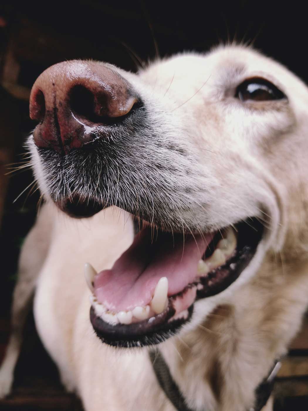 Close up of a Labrador’s face