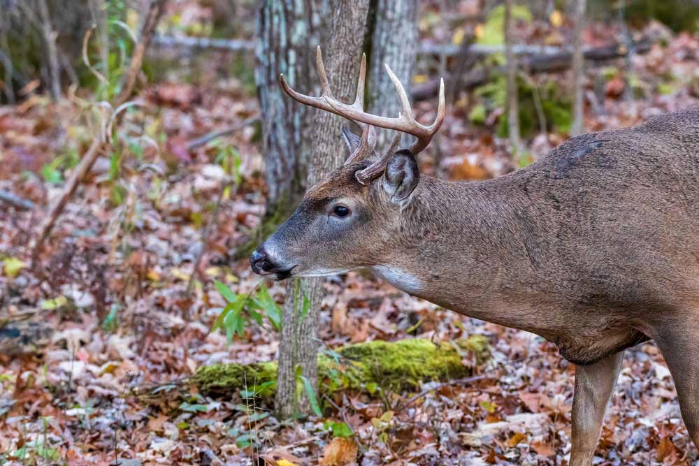 Deer in woods