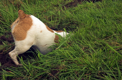 Dog training to stop digging