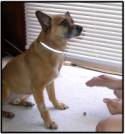 A tan dog next to a person with a treat on the floor