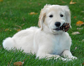 https://cdn.shopify.com/s/files/1/0526/8740/5250/files/dog-chewing-pinecone_480x480.jpg?v=1643226525