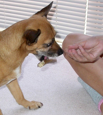 A tan dog chewing a on bully stick while next to a person