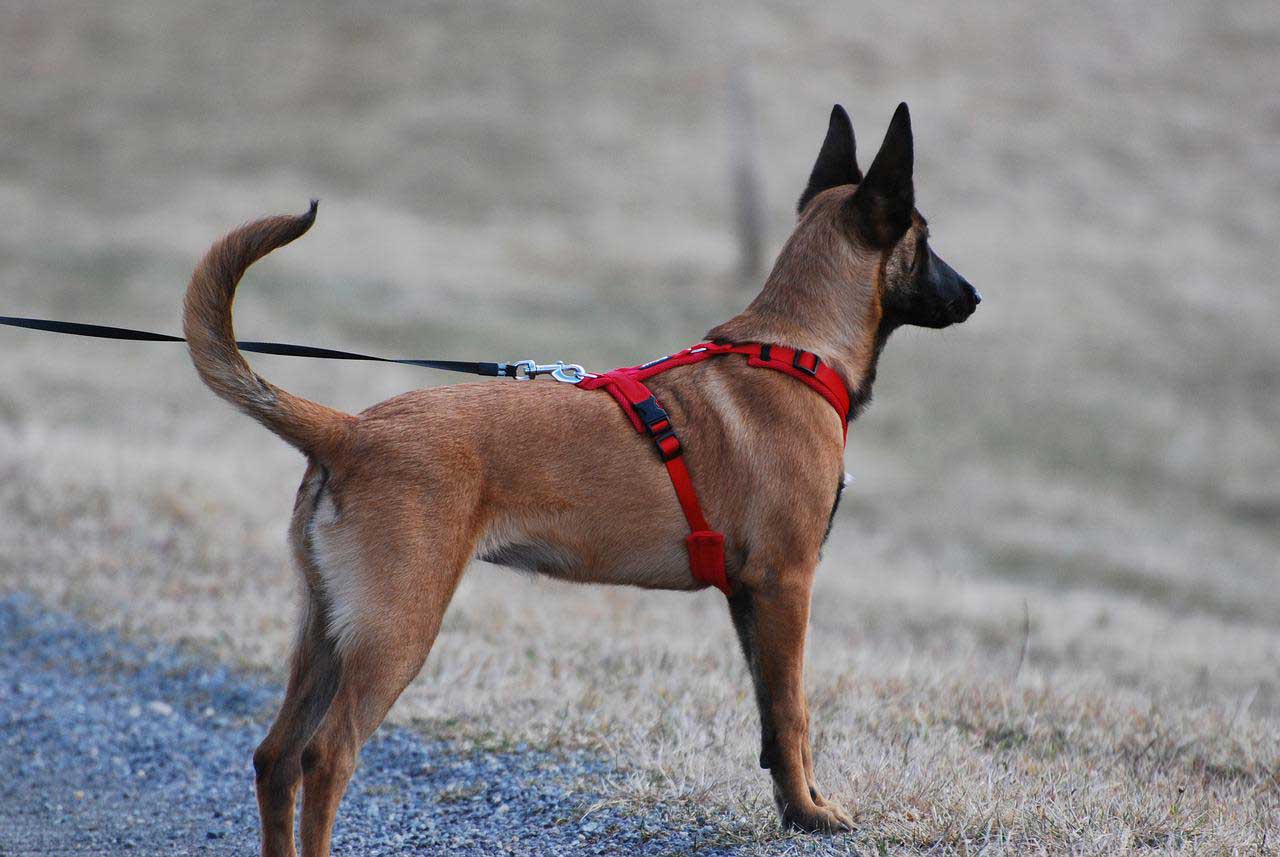 A brown dog wearing a harness and a leash