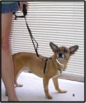 A person holds a leash while the dog stands next to a treat on the floor