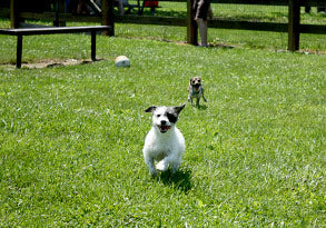 Dog running in the park