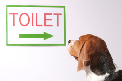 Dog and Toilet