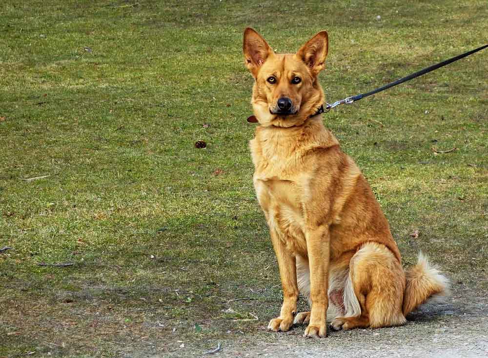 A golden brown dog sitting on the grass and held with a leash