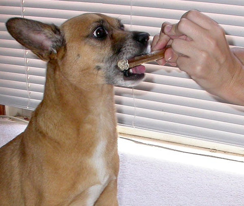 A tan dog is given a bully stick by a person