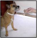  A tan dog being offered a treat in a closed fist