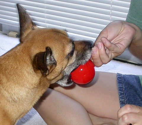 A tan dog is given a red ball by a person