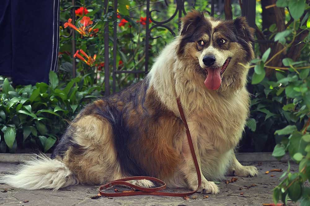A large, furry, panting down wearing a leash
