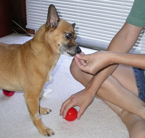 A tan dog is given a treat by a person holding a red ball