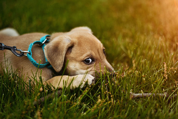 An image of a pet dog gnawing at a stick