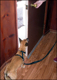 dog door training