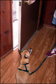 training the dog on doorway