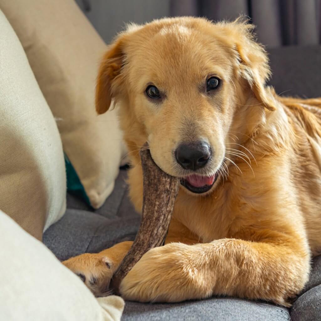 Young golden retriever with a deer antler for dogs