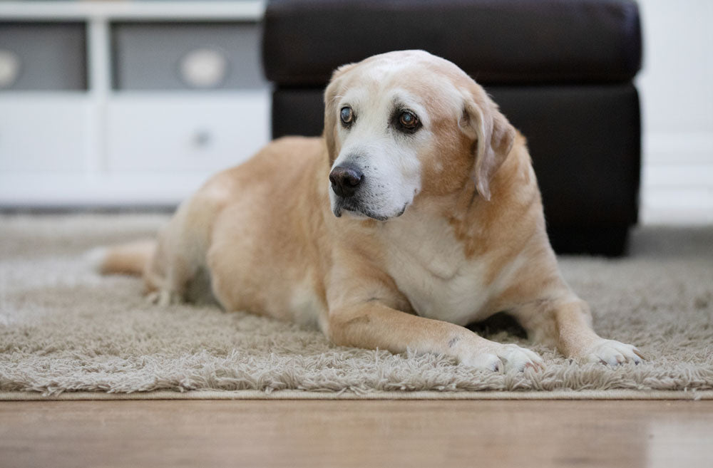 Old yellow lab laying on a beige rug