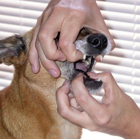 A tan dog has its mouth opened by a person