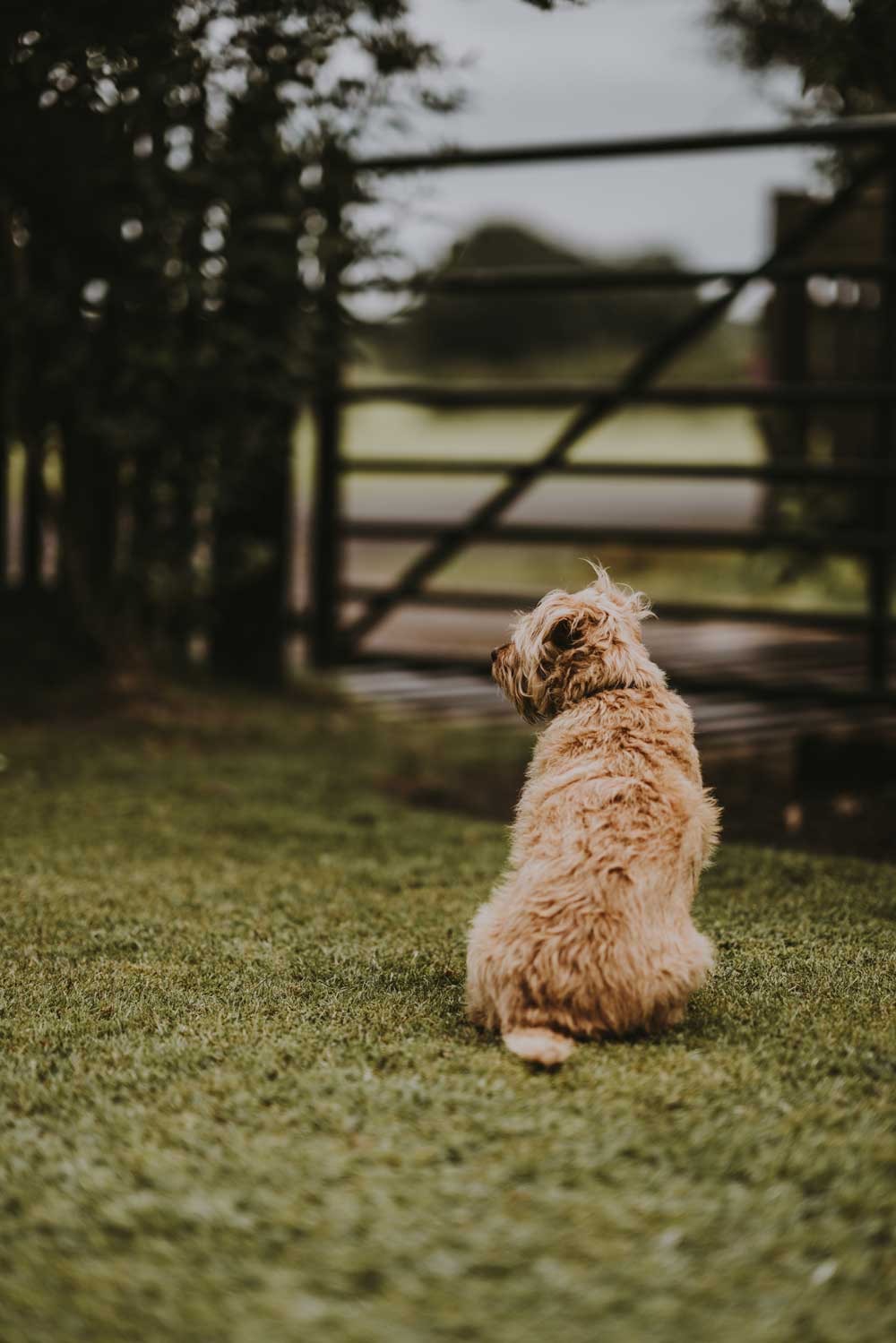 Small tan dog contained with gate