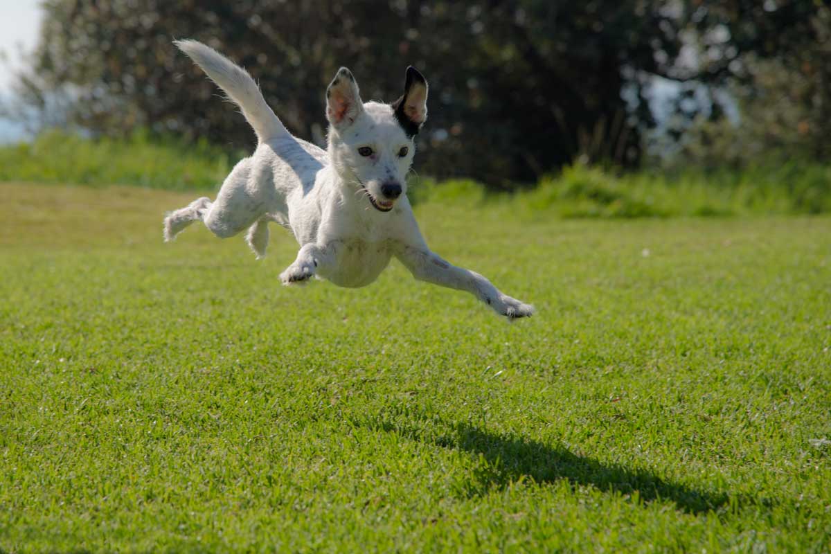 Small white dog running on a lawn fenced with invisible fencing.