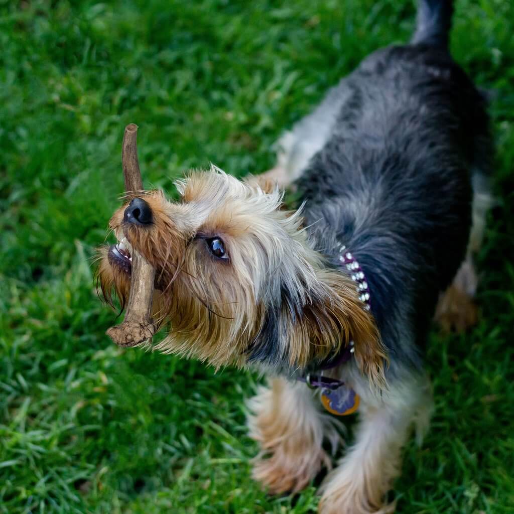 Small terrier with an antler for dogs