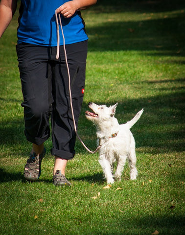 White dog on leash watching owner