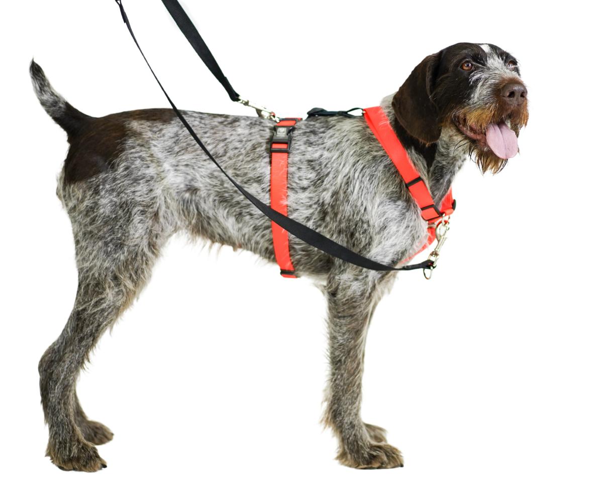 what is a no pull harness for dogs