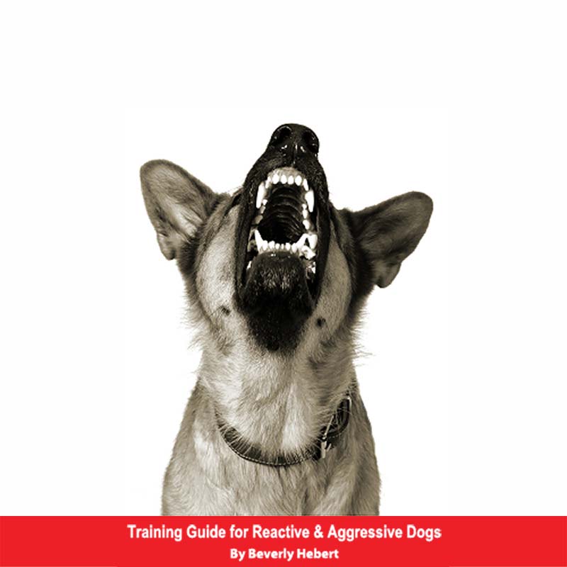 how do you train an aggressive dog