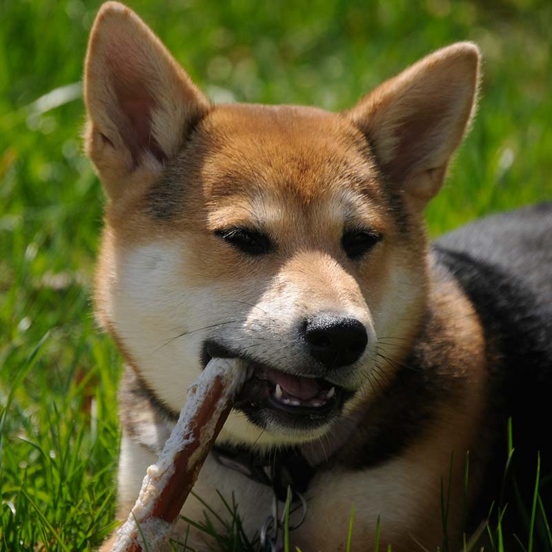 do bully sticks make dogs hyper