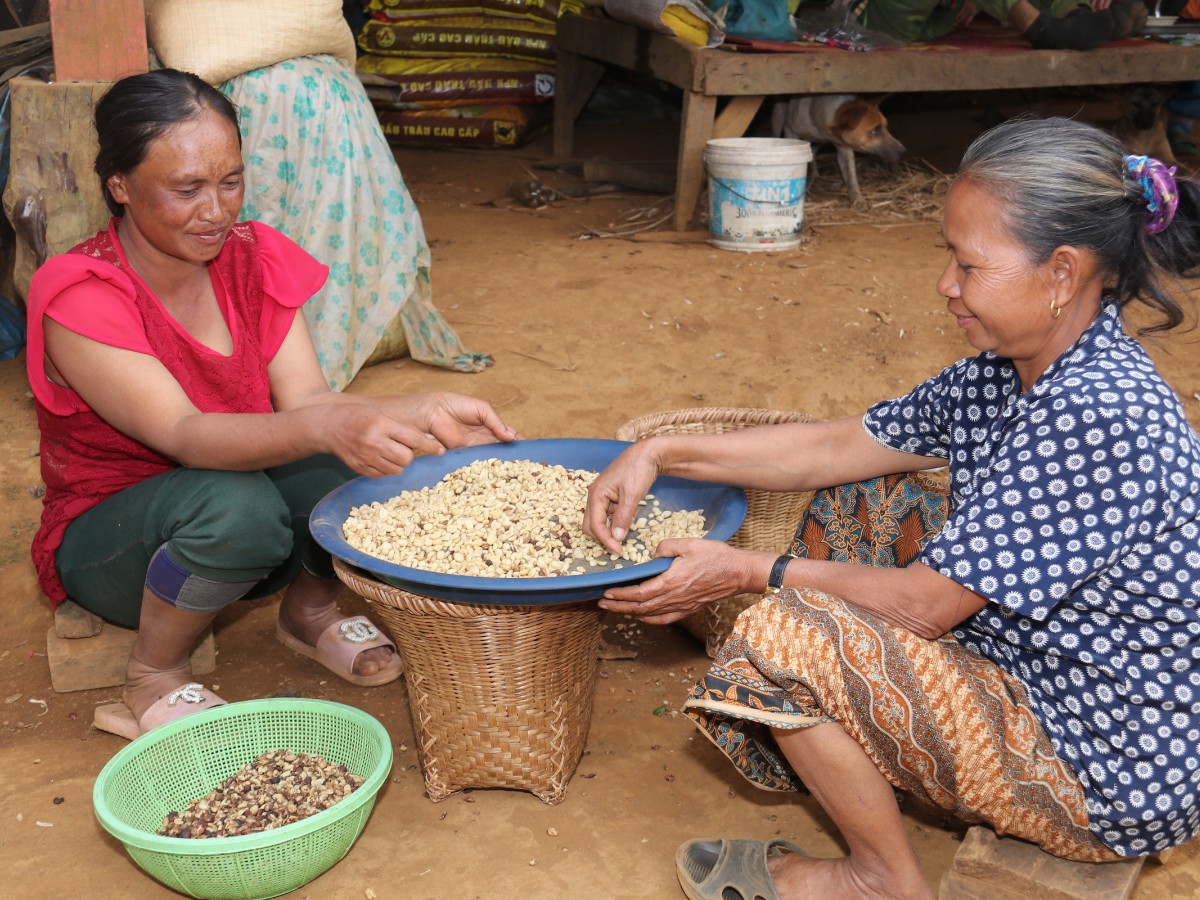 ZENZ byder på aromatisk kaffe fra egen farmer i Laos, Asien