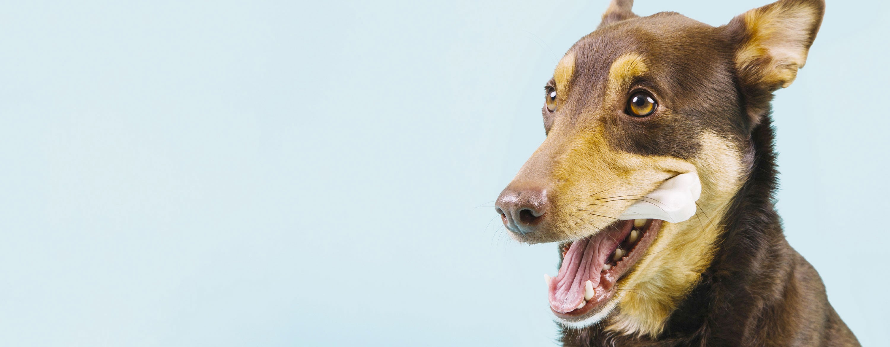 KONG Goodie Os jouet à mâcher pour chien en caoutchouc – MEUNERIE DALPHOND