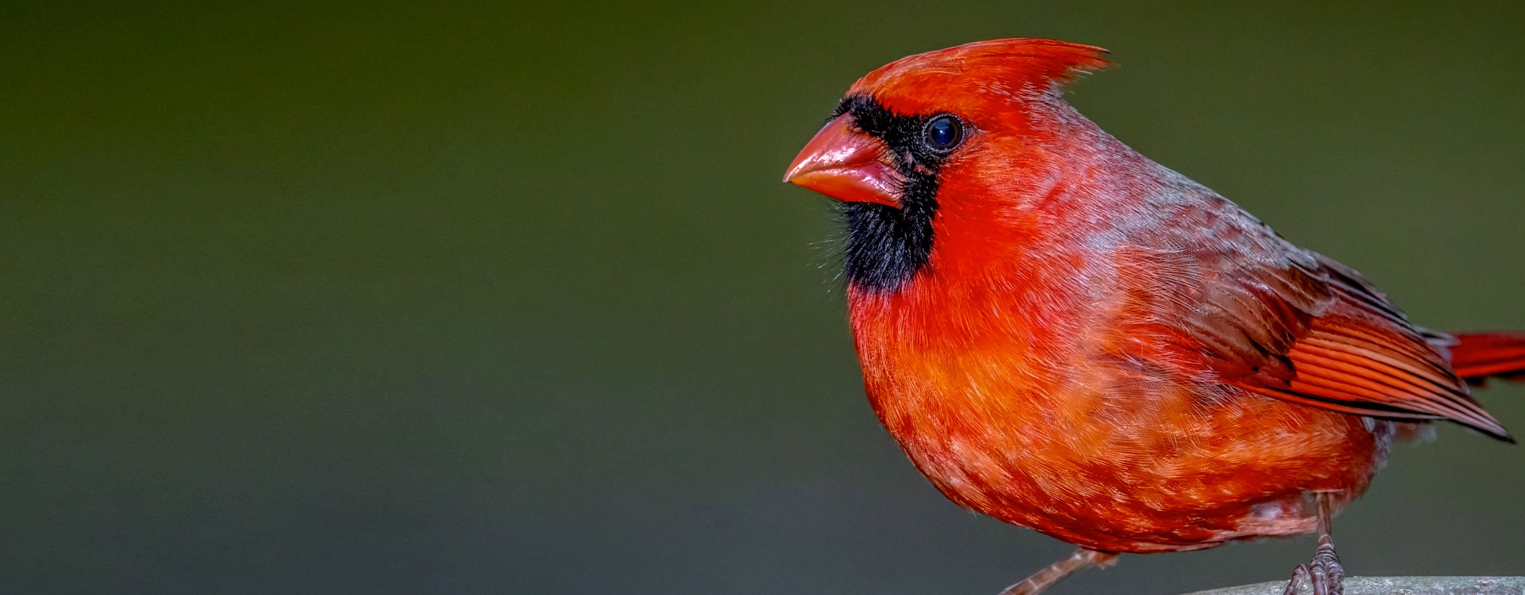 Squirrel Buster Plus, mangeoire pour oiseaux d'extérieur – MEUNERIE DALPHOND