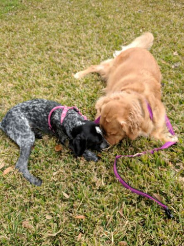 Golden Retriever and French Pointer playing