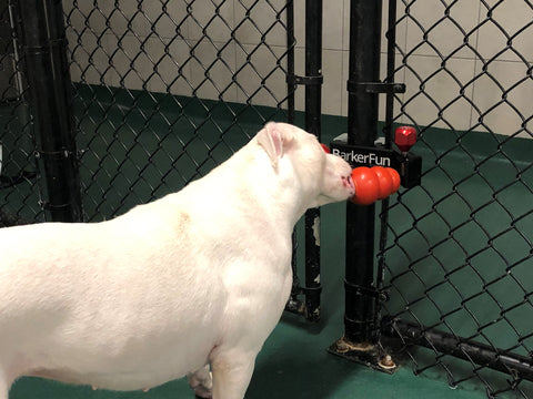 pit bull chewing on a bully stick in a Treat Clincher