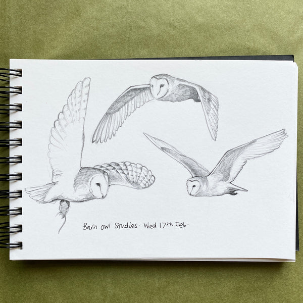 barn owl sketches