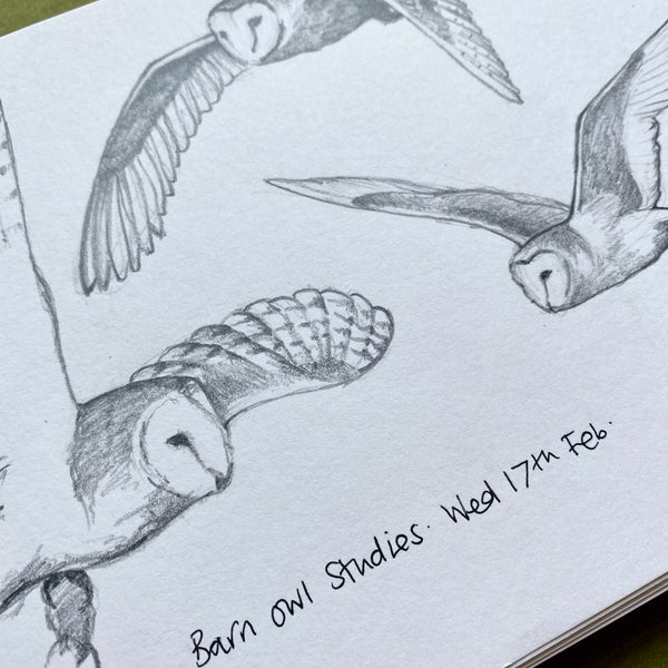 barn owl sketches