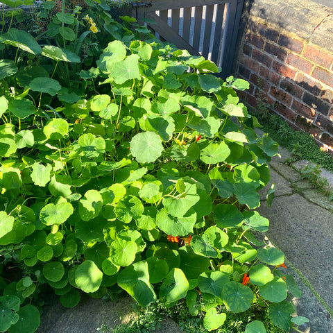 nasturtiums taking over the garden