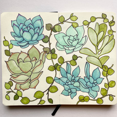 succulent illustrations, pen and ink by Kate Broughton