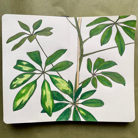 umbrella plant illustration by Kate Broughton